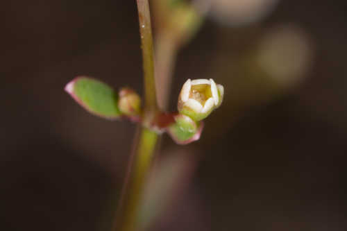 Euphorbia exserta #9